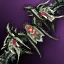 Blood Sword Appearance