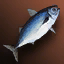 Blue Mackerel
